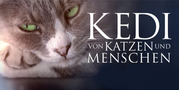 kedi