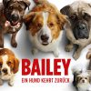 bailey_ein_hund_kehrt_zurueck