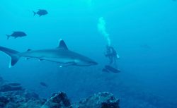 Segeljungs_576