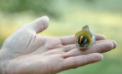 WatchingBirds_576